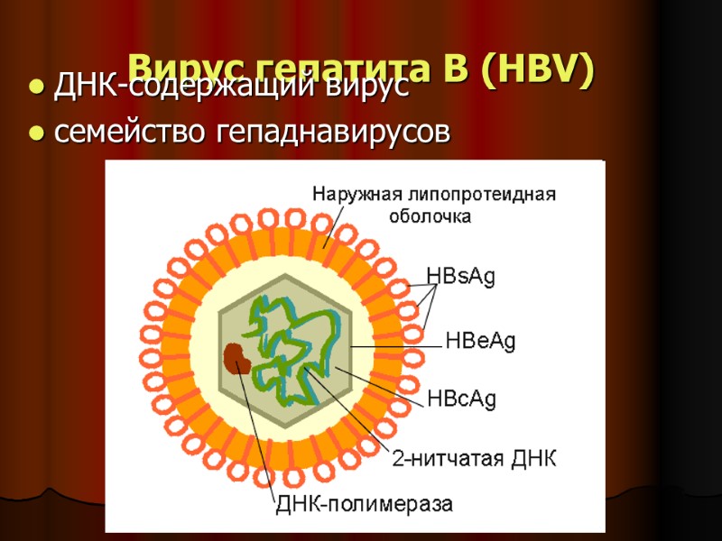 Вирус гепатита В (HВV) ДНК-содержащий вирус семейство гепаднавирусов Вирус гепатита В (HВV) ДНК-содержащий вирус семейство гепаднавирусов